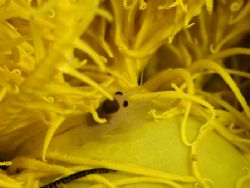 'White shrimp in yellow' from PNG. Taken with Olympus E-2... by Istvan Juhasz 